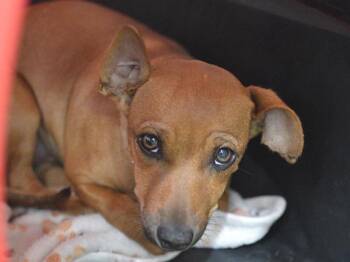 Heidi -  Chihuahua and Terrier Dog for Adoption in Portland, Oregon - Heidi | PetCurious
