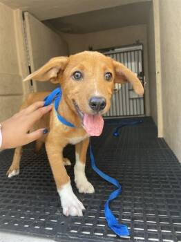 MARCO -  Australian Cattle Dog Blue Heeler and Mixed Breed Dog for Adoption in Killeen, Texas - MARCO | PetCurious