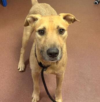 Keanu -  Hound Dog for Adoption in Dublin, California - Keanu | PetCurious