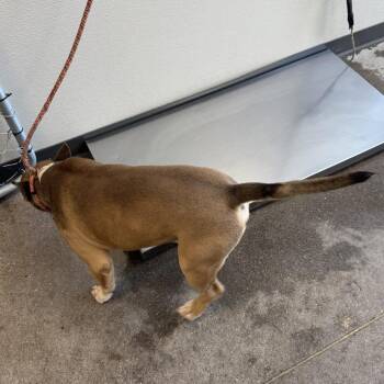 110084 -  Mixed Breed Dog for Adoption in Las Cruces, New Mexico - 110084 | PetCurious