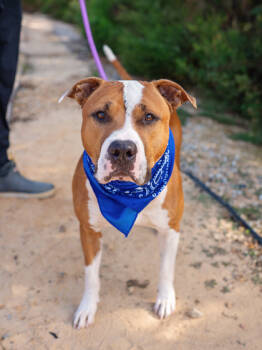 Rescue Pit Bull Terrier and Mixed Breed Dogs for Adoption in Atlanta, Georgia - Deebo | PetCurious