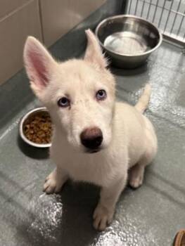 Husky and German Shepherd Dog Dogs Available for Adoption in Baytown, Texas - LULU | PetCurious