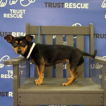 POLLY -  Terrier Dog for Adoption in Waterford, New Jersey - POLLY | PetCurious