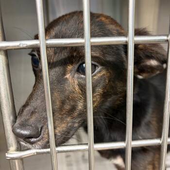 Selma -  Mixed Breed Dog for Adoption in Lake Jackson, Texas - Selma | PetCurious