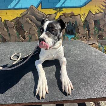 Jimmy -  Pit Bull Terrier and Mixed Breed Dog for Adoption in Turlock, California - Jimmy | PetCurious