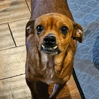 Chihuahua Dogs Available for Adoption - Elsie | PetCurious