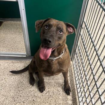 Samantha -  Catahoula Leopard Dog Dog for Adoption in Milan, Illinois - Samantha | PetCurious