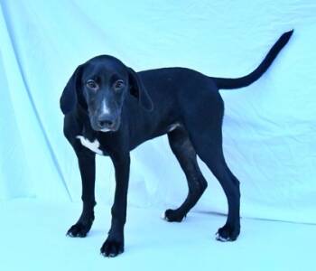 Rescue Standard Poodle and Mixed Breed Dogs for Adoption in Morton Grove, Illinois - Petunia | PetCurious