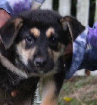 German Shepherd Dog Dogs Available for Adoption in Holly Hill, South Carolina - Indy- 9 Wks-Neuter Contract Required $525 | PetCurious