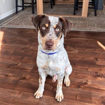 Scout D71194 -  German Shorthaired Pointer and Mixed Breed Dog for Adoption in Minnetonka, Minnesota - Scout D71194 | PetCurious