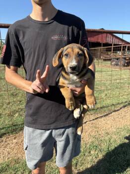 Nugget -  Labrador Retriever and Basset Hound Dog for Adoption in Zimmerman, Minnesota - Nugget | PetCurious