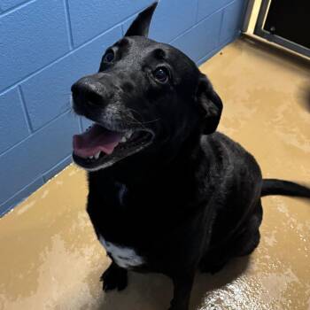 Ladie -  Black Labrador Retriever Dog for Adoption in Portland, Texas - Ladie | PetCurious