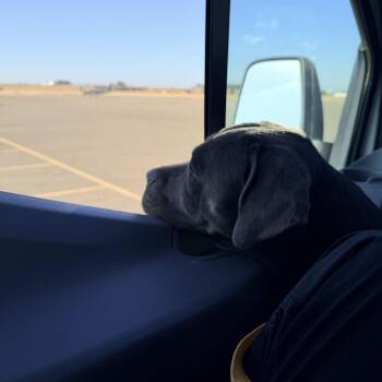 Ella Langley -  Cane Corso and Mixed Breed Dog for Adoption in Turlock, California - Ella Langley | PetCurious