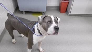 Mastiff and Mixed Breed Dogs Available for Adoption in Omaha, Nebraska - DOODLE | PetCurious