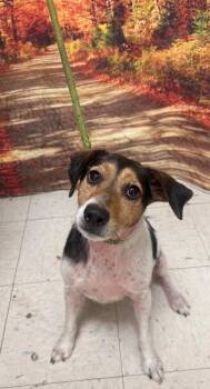Beans -  Jack Russell Terrier Dog for Adoption in New Cumberland, West Virginia - Beans | PetCurious