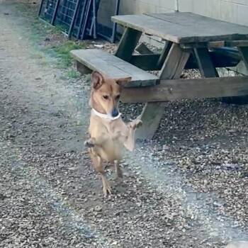 Gravy -  Beagle and Whippet Dog for Adoption in Parrish, Alabama - Gravy | PetCurious