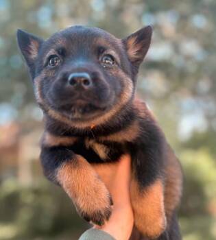 German Shepherd Dog Dogs Available for Adoption in Brewster, New York - Tina Turner (Rock Star Litter) | PetCurious