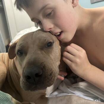 Pit Bull Terrier and Shar Pei Dogs Available for Adoption - Dallas | PetCurious