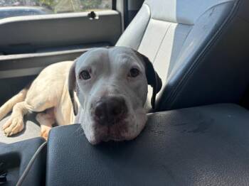 Rescue American Staffordshire Terrier and Mixed Breed Dogs for Adoption in Grand Prairie, Texas - RASPUTIA | PetCurious