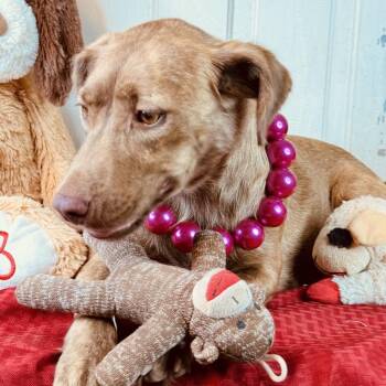 Merit -  Mountain Cur and Australian Shepherd Dog for Adoption in Atlanta, Texas - Merit | PetCurious