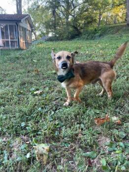 Rescue Chihuahua Dogs for Adoption in Whitestown, Indiana - Crimson | PetCurious