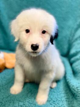 Luke -  Australian Shepherd and Mixed Breed Dog for Adoption in Urbandale, Iowa - Luke | PetCurious