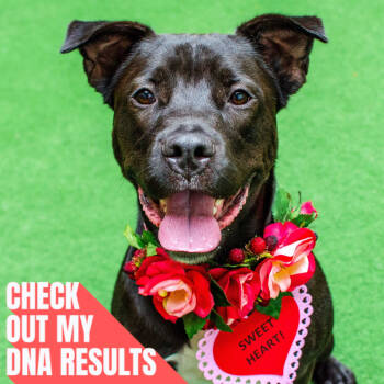 Rescue Rottweiler and Staffordshire Bull Terrier Dogs for Adoption in Burlingame, California - Octavia | PetCurious