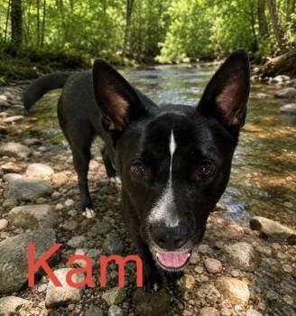 Kam -  Australian Kelpie Dog for Adoption in Zimmerman, Minnesota - Kam | PetCurious