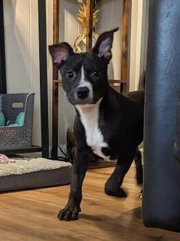 Mixed Breed Dogs Available for Adoption - Franklin | PetCurious
