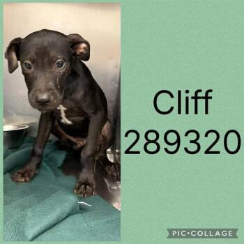 CLIFF -  Mixed Breed Dog for Adoption in Macon, Georgia - CLIFF | PetCurious