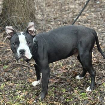 Pit Bull Terrier Dogs Available for Adoption in Valparaiso, Indiana - Titan | PetCurious