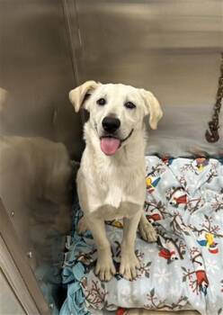 RIAN -  Husky and Great Pyrenees Dog for Adoption in Fairbanks, Alaska - RIAN | PetCurious