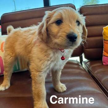 Golden Retriever and Chihuahua Dogs Available for Adoption in Las Vegas, Nevada - Carmine OS NV | PetCurious