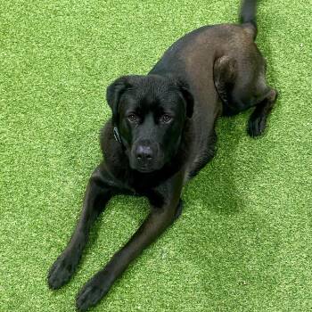 Great Pyrenees and Labrador Retriever Dogs Available for Adoption in Blairstown, New Jersey - Lucy | PetCurious