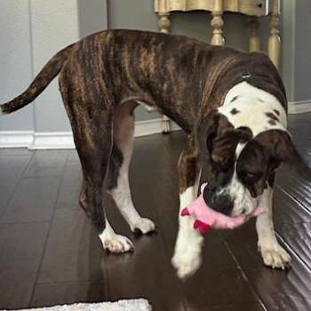 Xena -  Boxer Dog for Adoption in Austin, Texas - Xena | PetCurious
