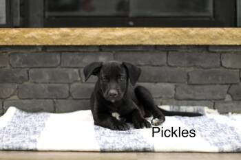Pickles -  Mixed Breed Dog for Adoption in Mobile, Alabama - Pickles | PetCurious
