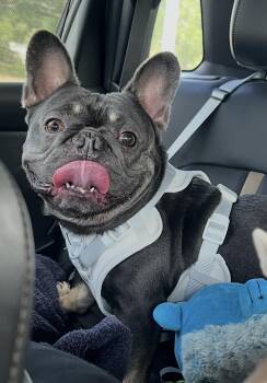 Arlo -  French Bulldog Dog for Adoption in Grant-Valkaria, Florida - Arlo | PetCurious