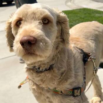Labradoodle and Goldendoodle Dogs Available for Adoption in Ridgefield, Washington - Mr. Gentle Bert | PetCurious