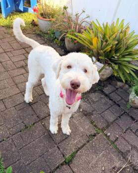 Lucy -  Poodle and Golden Retriever Dog for Adoption in Gonzales, Louisiana - Lucy | PetCurious