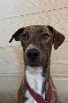 Goose -  Mixed Breed Dog for Adoption in Ruston, Louisiana - Goose | PetCurious