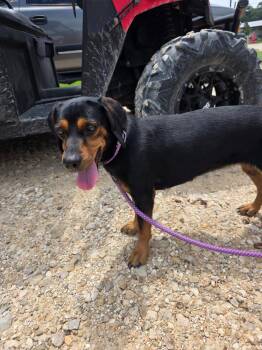 Grasshopper -  Hound and Mixed Breed Dog for Adoption in Rockport, Texas - Grasshopper | PetCurious