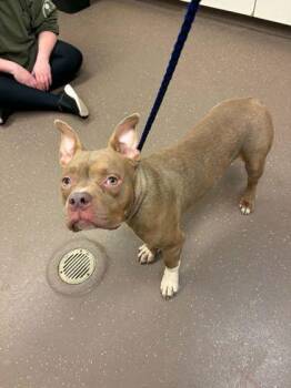 French Bulldog and Mixed Breed Dogs Available for Adoption in South Bend, Indiana - Cesar | PetCurious