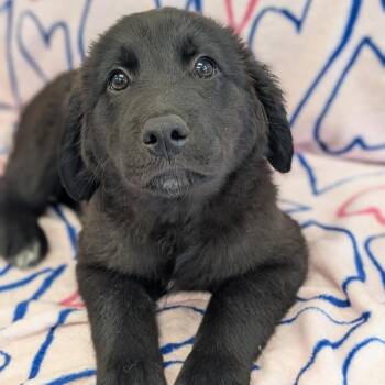 Galadriel -  Golden Retriever Dog for Adoption in Watertown, New York - Galadriel | PetCurious