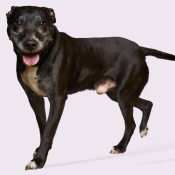 Mixed Breed Dogs Available for Adoption - FAT BOY | PetCurious