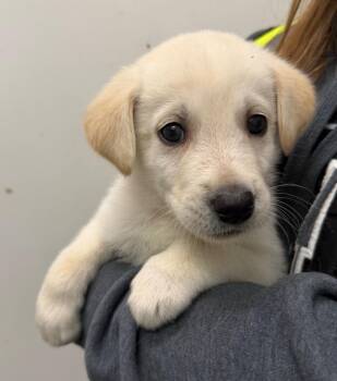 Chucky -  Husky Dog for Adoption in Yellowknife, Northwest Territories - Chucky | PetCurious