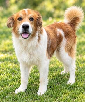 Bernie -  Great Pyrenees and Golden Retriever Dog for Adoption in Hardeeville, South Carolina - Bernie | PetCurious
