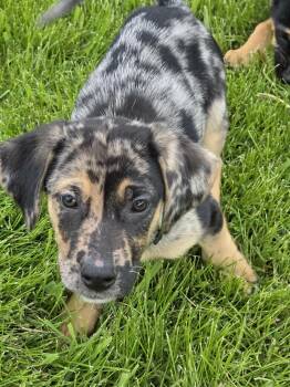 Hound and Belgian Shepherd Malinois Dogs Available for Adoption in Holiday Hills, Illinois - Bruno | PetCurious