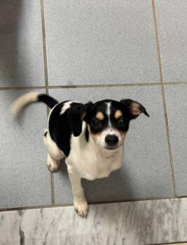 Cherry -  Chihuahua and Mixed Breed Dog for Adoption in Rock Springs, Wyoming - Cherry | PetCurious
