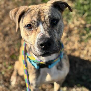Mixed Breed Dogs Available for Adoption in Davenport, Iowa - Diesel | PetCurious