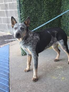 Rescue Mixed Breed Dogs for Adoption in El Paso, Texas - 59797717 | PetCurious